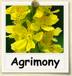 How to Grow Agrimony | Guide to Growing Agrimony