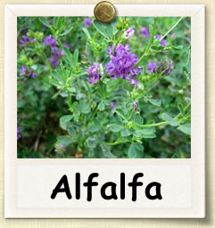 How to Grow Alfalfa Sprouts | Guide to Growing Alfalfa Sprouts