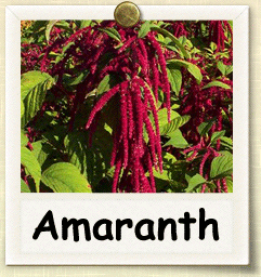 Organic Amaranth Seed | Seeds of Life