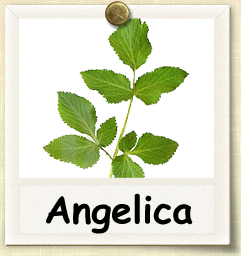 How to Grow Angelica | Guide to Growing Angelica