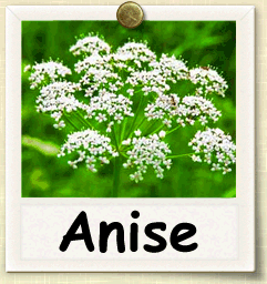 How to Grow Anise | Guide to Growing Anise