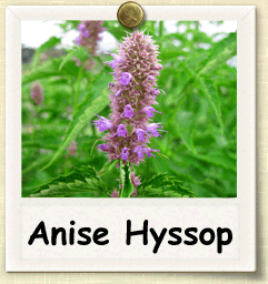 How to Grow Anise Hyssop | Guide to Growing Anise Hyssop