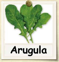 How to Grow ARUGULA | Guide to Growing ARUGULA