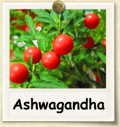 Cuidado de las plantas de Ashwaganda