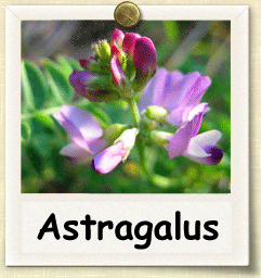 How to Grow Astragalus | Guide to Growing Astragalus