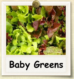 A Guide to Baby Greens