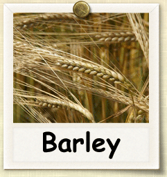 Heirloom Barley Seed – Seeds of Life
