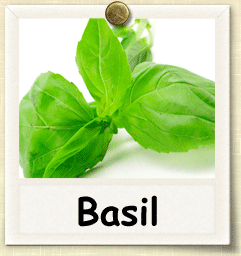 Organic Basil Seed | Seeds of Life