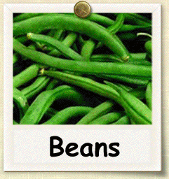 Heirloom Bean Seed - Seeds Of Life