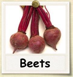 Organic Beet Seed | Seeds of Life