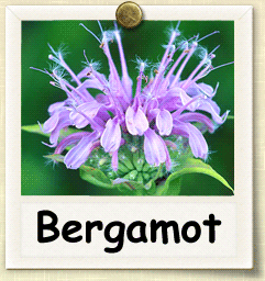 How to Grow Bergamot | Guide to Growing Bergamot