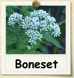 How to Grow Boneset | Guide to Growing Boneset