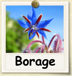How to Grow Borage | Guide to Growing Borage