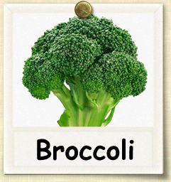 How to Sprout Broccoli Seeds | Guide to Sprouting Broccoli Seeds