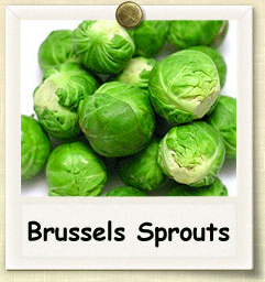 Organic Brussels Sprout Seed | Seeds of Life