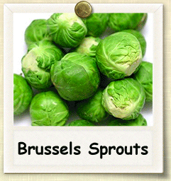 Organic Brussels Sprout Seed | Seeds of Life Organic Brussels Sprout Seed | Seeds of Life