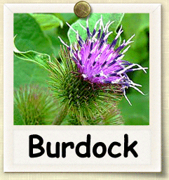 How to Grow Burdock | Guide to Growing Burdock