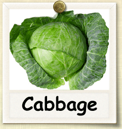 Organic Cabbage Seed | Seeds of Life