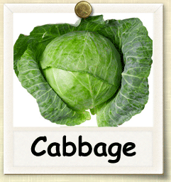 Cabbage Gif