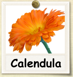 How to Grow Calendula | Guide to Growing Calendula