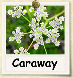 How to Grow Caraway | Guide to Growing Caraway