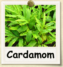 How to Grow Cardamom | Guide to Growing Cardamom