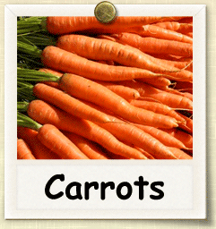 Heirloom Carrot Seed - Seeds of Life