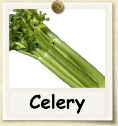 Heirloom Celery Seed - Seeds of Life