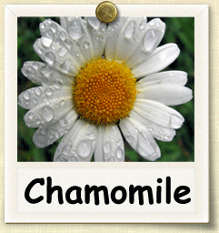 How to Grow Chamomile | Guide to Growing Chamomile