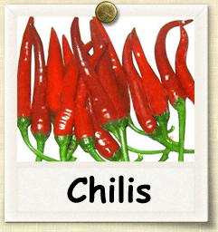 How to Grow Chilis | Guide to Growing Chilis