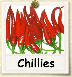 How to Grow Chili | Guide to Growing Chillies