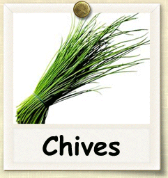 Organic Chive Seed | Seeds of Life