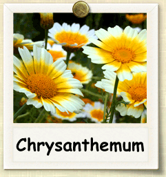 How to Grow Chrysanthemum | Guide to Growing Chrysanthemum