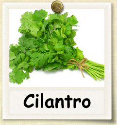 Organic Cilantro Seed | Seeds of Life
