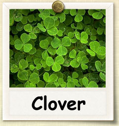 How to Sprout Clover | Guide to Sprouting Clover