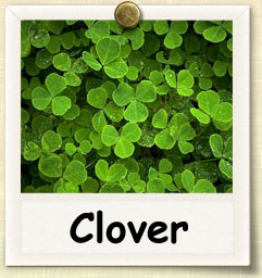 How to Sprout Clover | Guide to Sprouting Clover How to Sprout Clover | Guide to Sprouting Clover