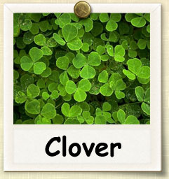 How to Sprout Clover Seeds | Guide to Sprouting Clover Seeds