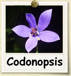 How to Grow Codonopsis | Guide to Growing Codonopsis