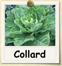 Organic Collard Seed | Seeds of Life