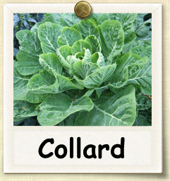 Heirloom Collard Seed - Seeds of Life