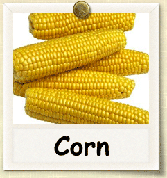 Heirloom Corn Seed - Seeds of Life