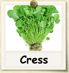 Organic Cress Seed | Seeds of Life