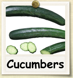 Heirloom Cucumber Seed - Seeds