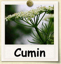 How to Grow Cumin | Guide to Growing Cumin