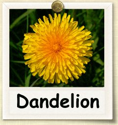 How to Grow Dandelion | Guide to Growing Dandelion