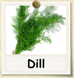 Organic Dill Seed | Seeds of Life
