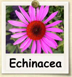 How to Grow Echinacea | Guide to Growing Echinacea