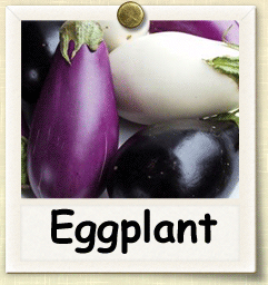 Heirloom Eggplant Seed - Seeds of Life