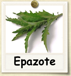 How to Grow Epazote | Guide to Growing Epazote