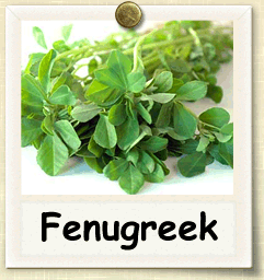 How do you grow a fenugreek plant?